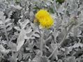 برگ نقره ای